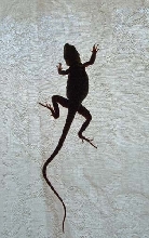 Collard Lizard on a curtain