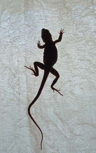 Collard Lizard on a curtain