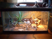 50 (or 55?) gal Collard Set-up