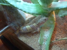 Lily with her Aloe plant