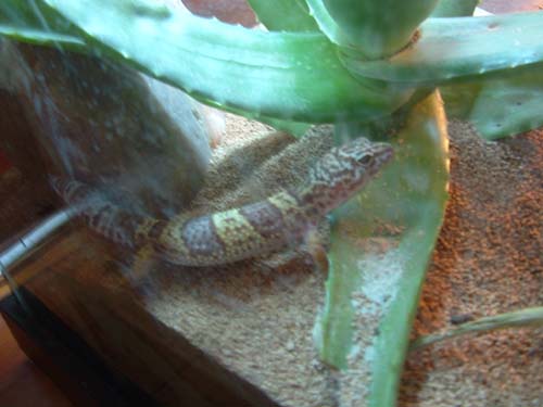 Lily with her Aloe plant
