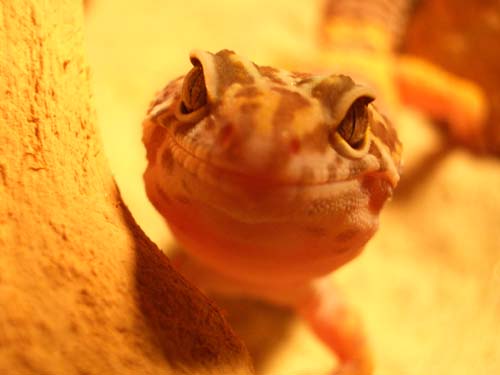 Smile for the camera...