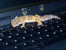 Lily on the Laptop