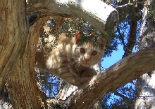 Mikey in the tree