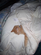 Mikey under the covers