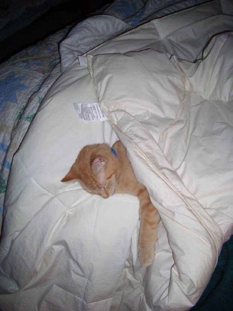 Mikey under the covers