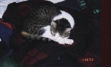 PeeWee sleeping