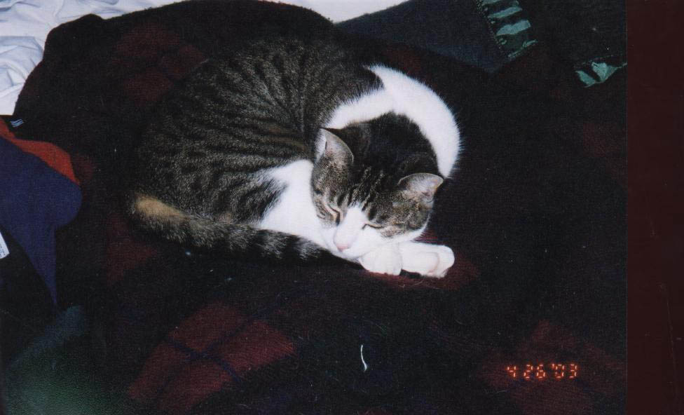 PeeWee sleeping