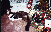 Gaurding the presents...