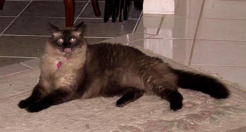 Putty sticking out her tongue
