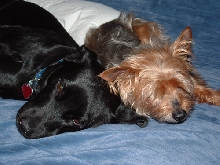 Sadie & Giz Cuddling