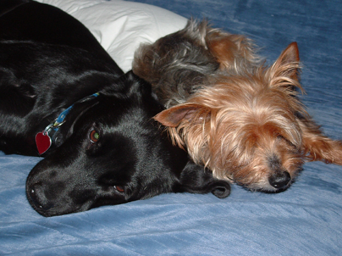 Sadie & Giz Cuddling