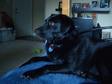 Sadie