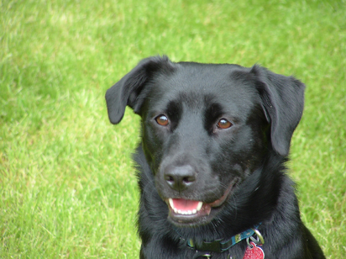 Sadie enjoying the outdoors