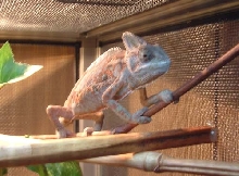 Charlie