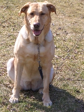Laughing Sandy