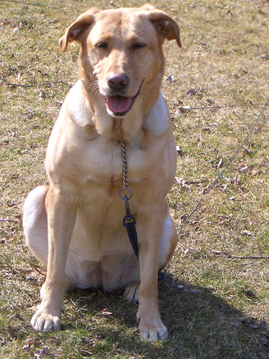 Laughing Sandy