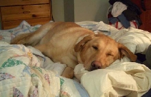 Sandy Poopie Sleeping