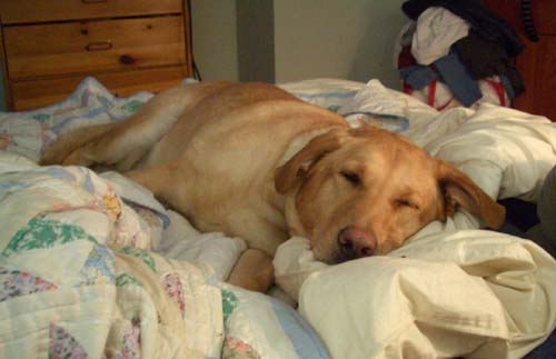 Sandy Poopie Sleeping