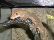 an updated Pic of Anton/Angelina
