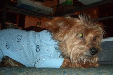 PJ Boy