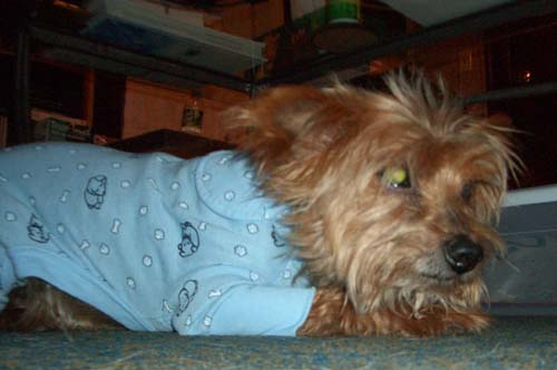 PJ Boy