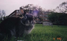 Bunzilla!