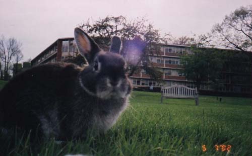 Bunzilla!