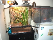 Crestie Terrariums