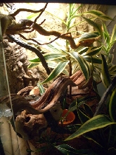 Harley's Terrarium