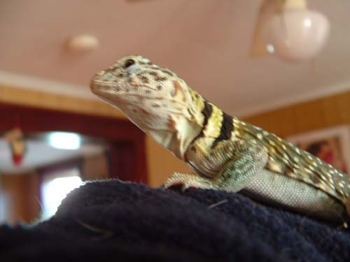 Jimmie in profile