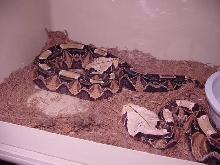 EA Gaboon Viper