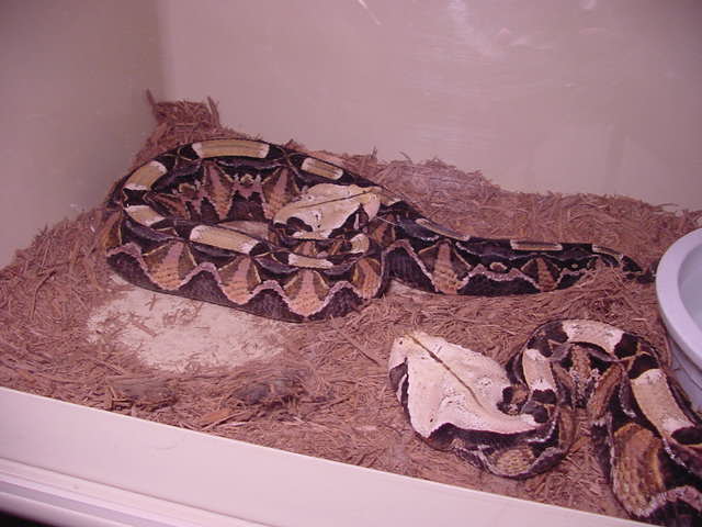 EA Gaboon Viper