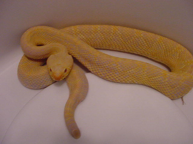 Albino Eastern Diamondback