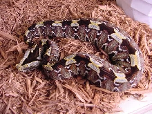 Rhinoceros Viper