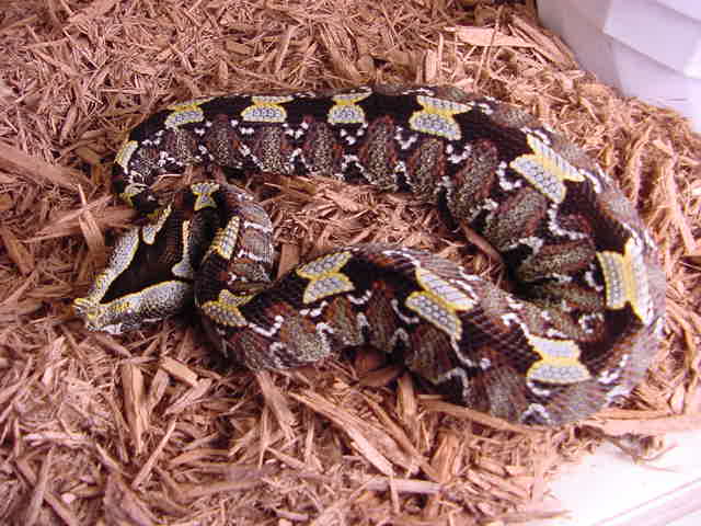 Rhinoceros Viper