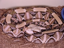 Pastel Gaboon Viper