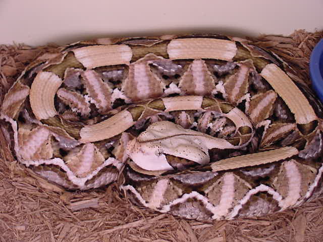 Pastel Gaboon Viper
