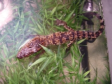 Siamese Crocodile