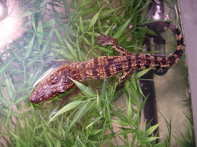 Siamese Crocodile