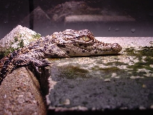 Nile Crocodile