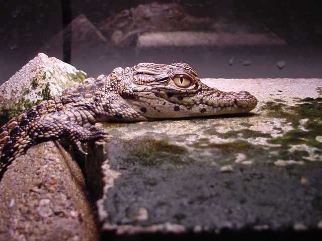 Nile Crocodile