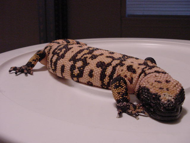 Mojave