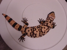 Mojave "banded male"