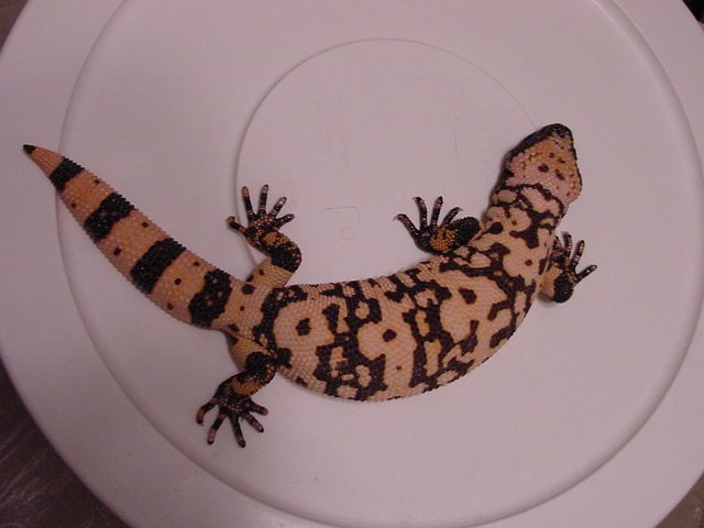 Mojave "banded male"
