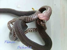 Mehelya nyassae