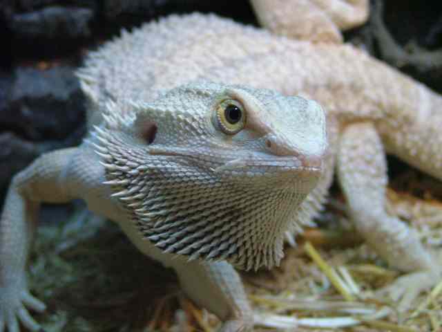 Volcano dragons