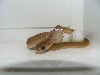 D. palmarum