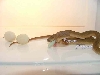 ready  for the next
