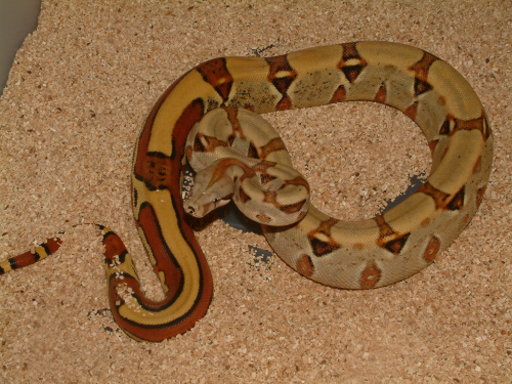 My Cream-Pastel CB03